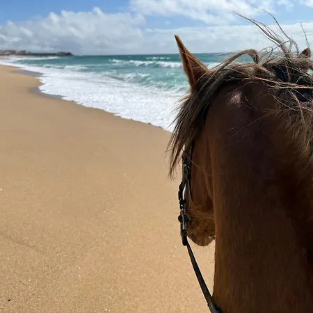 Silver Seahorse Garden Retreat Gasthuis